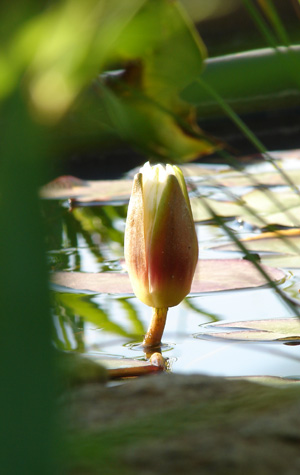 rencontres au lotus